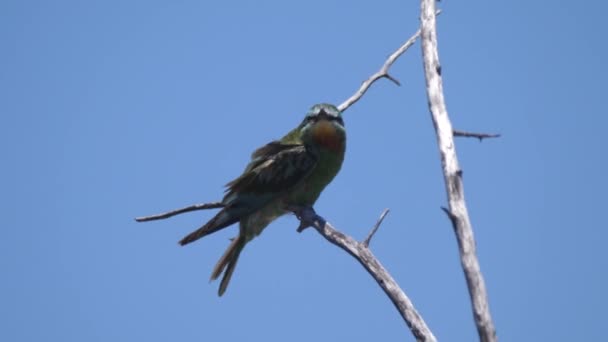 Namibya Daki Grootfontein Civarında Bir Ağaç Dalında Arı Yiyen — Stok video