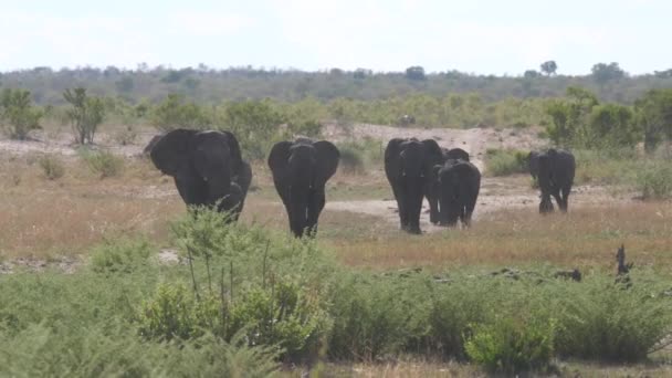 Stado Słoni Sawannie Parku Narodowego Khaudum Namibii — Wideo stockowe
