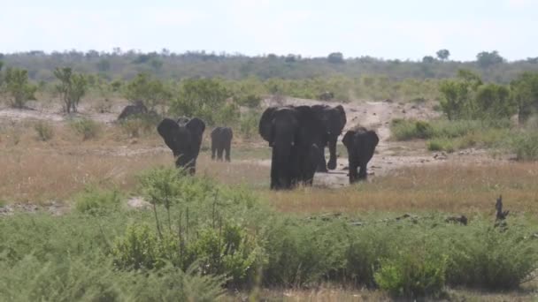 Manada Elefantes Sabana Del Parque Nacional Khaudum Namibia — Vídeos de Stock