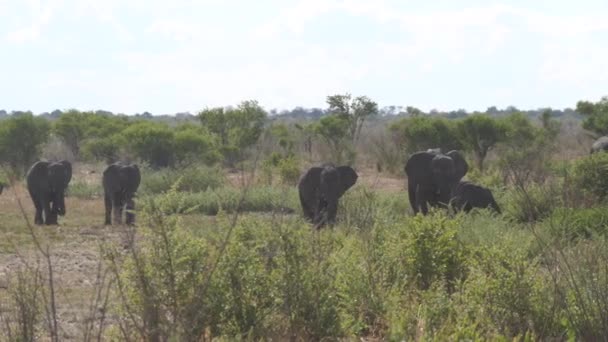 Стадо Слонів Савані Національного Парку Хаудум Намібії — стокове відео