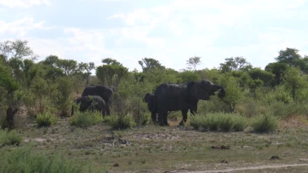 Manada Elefantes Africanos Bush Pastando — Vídeos de Stock