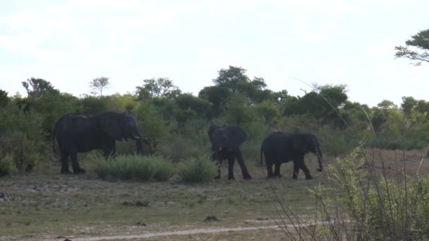 Dos Elefantes Africanos Bush Dando Vuelta Alejándose — Vídeos de Stock