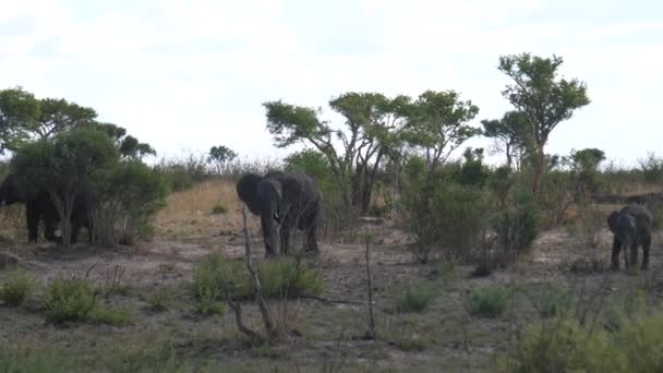 Pan Från Afrikanska Bush Elefanter Betar — Stockvideo