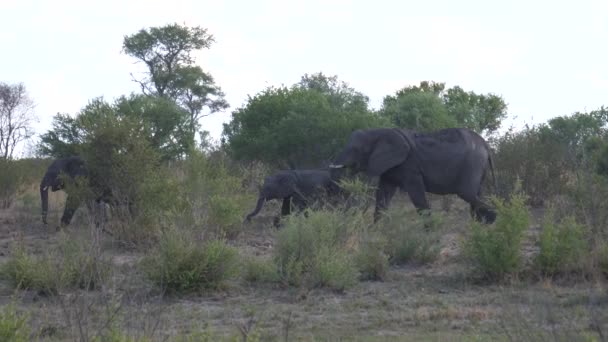 Pan Från Hjord Afrikanska Bush Elefanter Passerar — Stockvideo