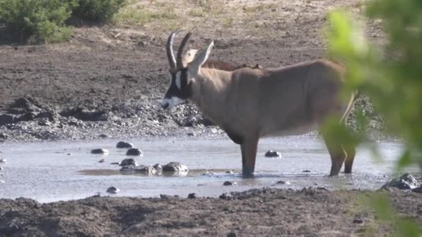 Roan Antelope Che Beve Una Pozza Acqua — Video Stock