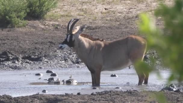 Roan Antelope Piedi Bevande Una Pozza Acqua — Video Stock