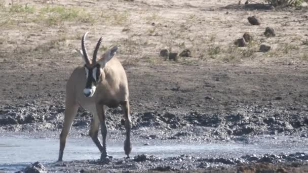 Roan Antelope Staat Een Modderige Waterput — Stockvideo
