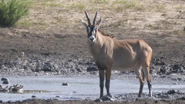 Roan Antelope Standing Muddy Waterhole — Stock Video