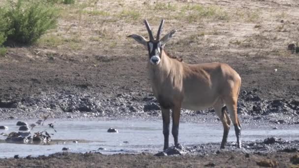 Roan Antilope Steht Einem Schlammigen Wasserloch — Stockvideo