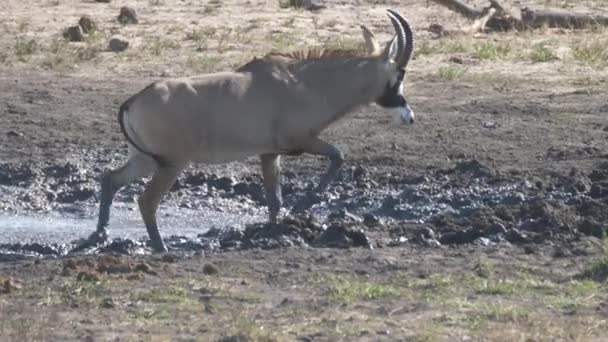 Roan Antelope Loopt Weg Van Een Modderige Waterput — Stockvideo