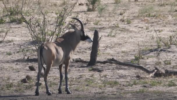 Ensam Roan Antelope Savannen — Stockvideo