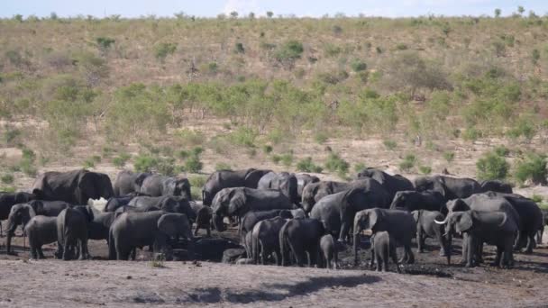 Gran Manada Elefantes Africanos Bush Pozo Agua — Vídeos de Stock