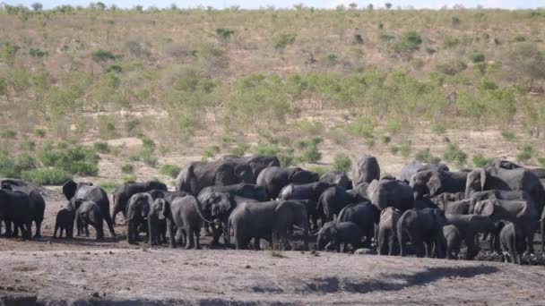 Pfanne Aus Einer Großen Herde Afrikanischer Bush Elefanten Einem Wasserloch — Stockvideo