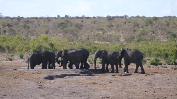 Afrikaanse Bush Olifant Loopt Naar Kudde Staande Bij Een Waterput — Stockvideo