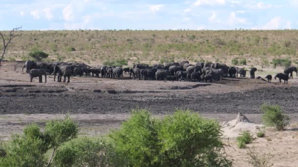 Grande Rebanho Elefantes Bush Africano Buraco Água — Vídeo de Stock