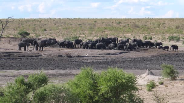 Stor Hjord Afrikanska Bush Elefanter Vid Ett Vattenhål — Stockvideo