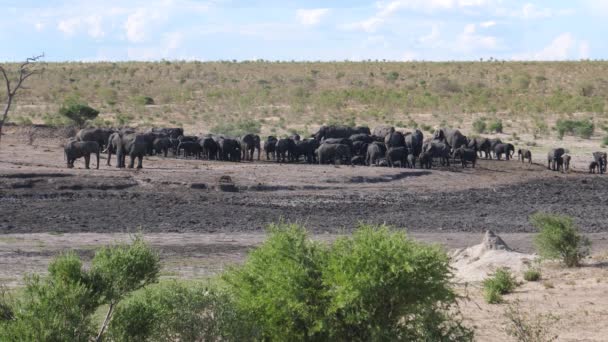 Grand Troupeau Éléphants Bush Afrique Dans Trou Eau — Video