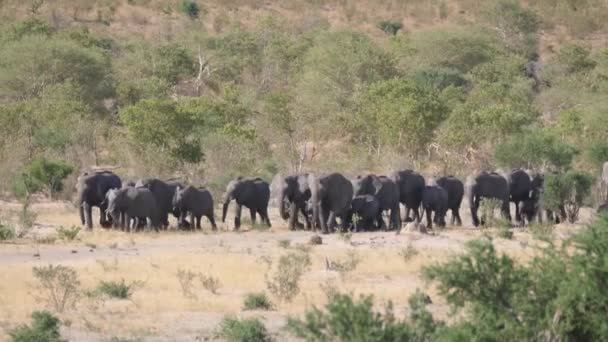 Wielkie Stado Słoni Afrykańskich Maszerujących Parku Narodowym Khaudum Namibii — Wideo stockowe