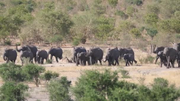 Grote Kudde Afrikaanse Bush Olifanten Marcheren Naar Een Waterput — Stockvideo