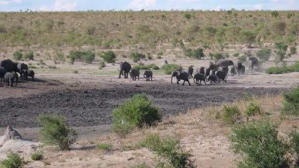 Uma Nova Manada Elefantes Africanos Bush Chegando Poço Ocupado — Vídeo de Stock