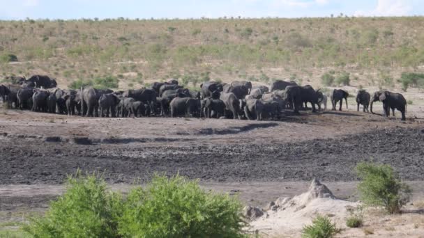 Grand Troupeau Éléphants Bush Afrique Dans Trou Eau — Video