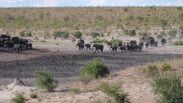 Una Nueva Manada Elefantes Africanos Bush Que Llegan Abrevadero Ocupado — Vídeo de stock