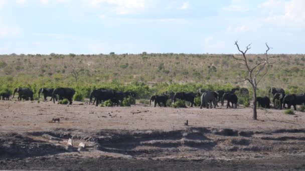 Eenzame Olifant Loopt Een Andere Richting Passeert Een Grote Kudde — Stockvideo