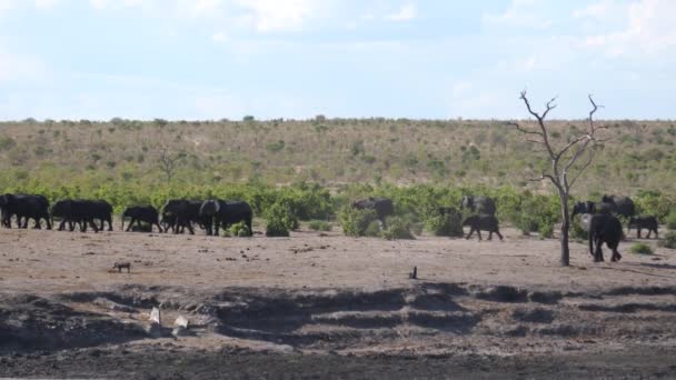 Grote Kudde Afrikaanse Bush Olifanten Aan Het Wandelen Khaudum National — Stockvideo