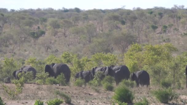 Hjord Afrikanska Bush Elefanter Khaudum National Park Namibia — Stockvideo