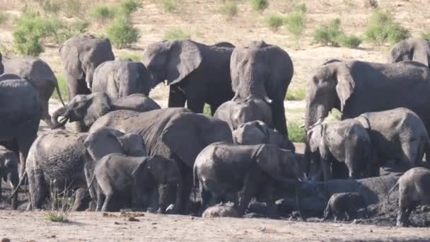 Herd Van Afrikaanse Bush Olifanten Bij Een Bijna Droge Waterput — Stockvideo