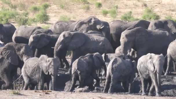 Stado Afrykańskich Słoni Krzaczastych Przy Prawie Suchym Wodopoju — Wideo stockowe