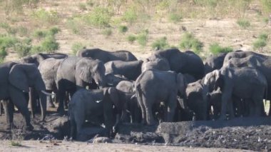 Kuru bir su birikintisinin etrafında Afrika çalı filleri sürüsü.