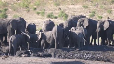 Kuru bir su birikintisinin etrafında Afrika çalı filleri sürüsü.