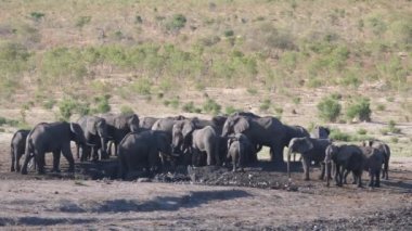 Kuru bir su birikintisinin etrafında Afrika çalı filleri sürüsü.