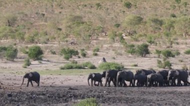 Khaudum Ulusal Parkı, Namibya 'da büyük bir Afrika Bush fili sürüsü