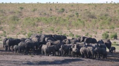 Khaudum Ulusal Parkı, Namibya 'da büyük bir Afrika Bush fili sürüsü
