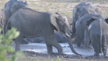 Afrika çalı fili diğerini çamurlu bir su birikintisine itiyor.