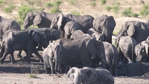 Herde Afrikanischer Buschelefanten Einem Fast Trockenen Wasserloch — Stockvideo