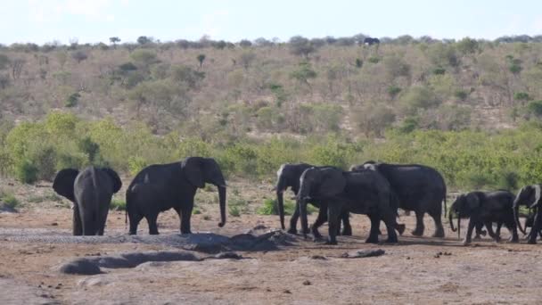 Jóvenes Elefantes Africanos Bush Unen Manada — Vídeos de Stock