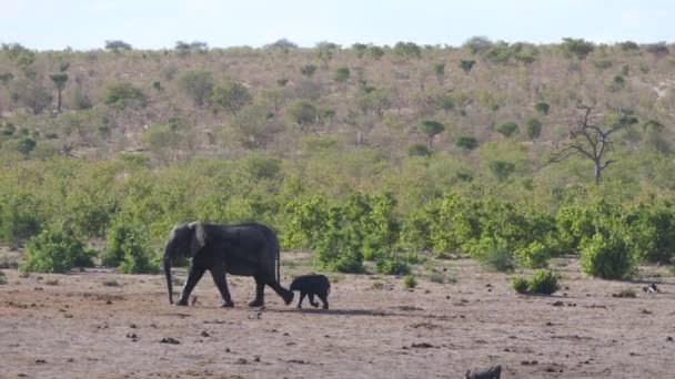 Moeder Olifant Kalf Sluiten Zich Aan Bij Kudde — Stockvideo