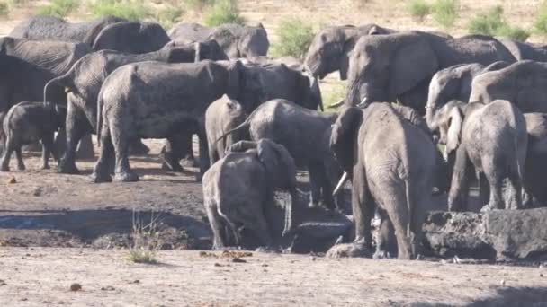 水坑周围的非洲小象群 — 图库视频影像