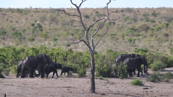 Herd African Bush Elephants Walking Khaudum National Park Namibia — Stock Video