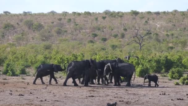 Madre Elefante Ternera Uniéndose Manada — Vídeo de stock