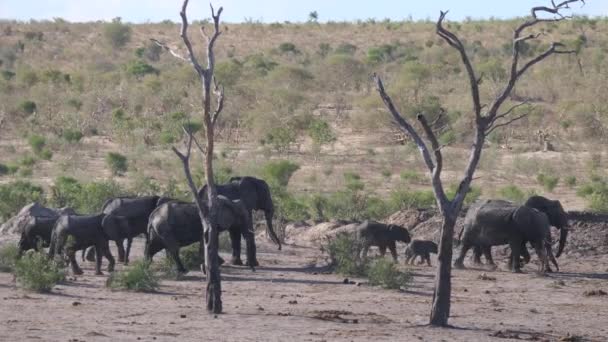 Пан Стада Африканских Слонов Буш Идущих Водопою — стоковое видео