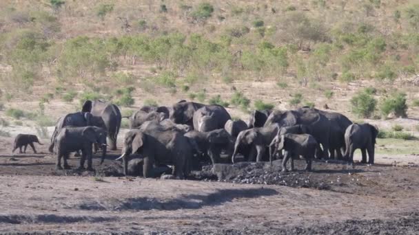 Meer Afrikaanse Bush Olifanten Arriveren Bij Waterput — Stockvideo