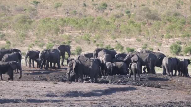 Herd Van Afrikaanse Bush Olifanten Rond Een Waterput — Stockvideo