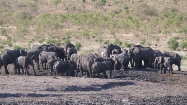 Wielkie Stado Afrykańskich Słoni Krzaczastych Wokół Wodopoju — Wideo stockowe