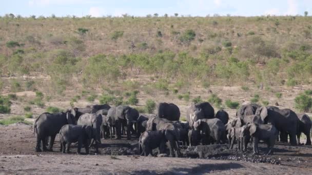 Stor Flock Afrikanska Bush Elefanter Runt Ett Vattenhål — Stockvideo