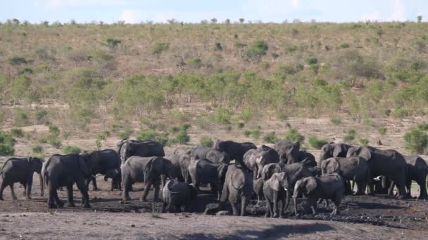 Stor Flock Afrikanska Bush Elefanter Runt Ett Vattenhål — Stockvideo