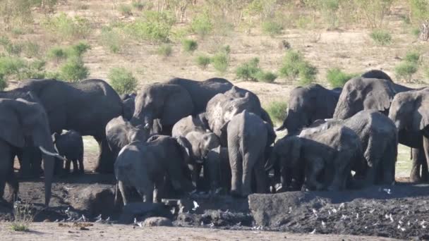 Стадо Африканских Слонов Буш Вокруг Почти Сухой Водопоя — стоковое видео